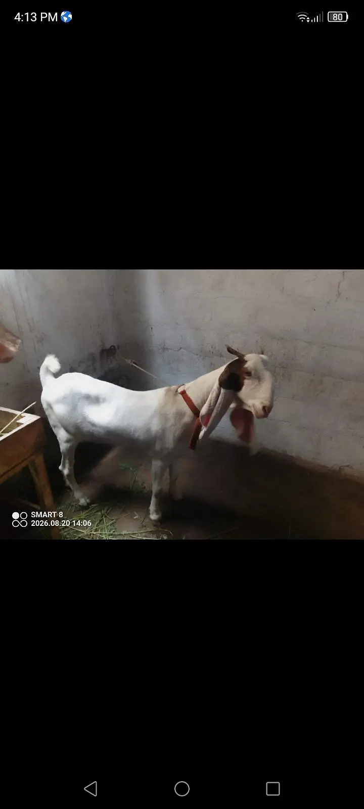 gulabi berbari tapri — photo 10