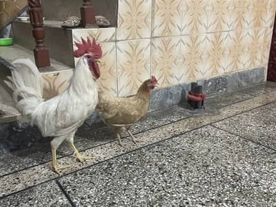 Hens for sale