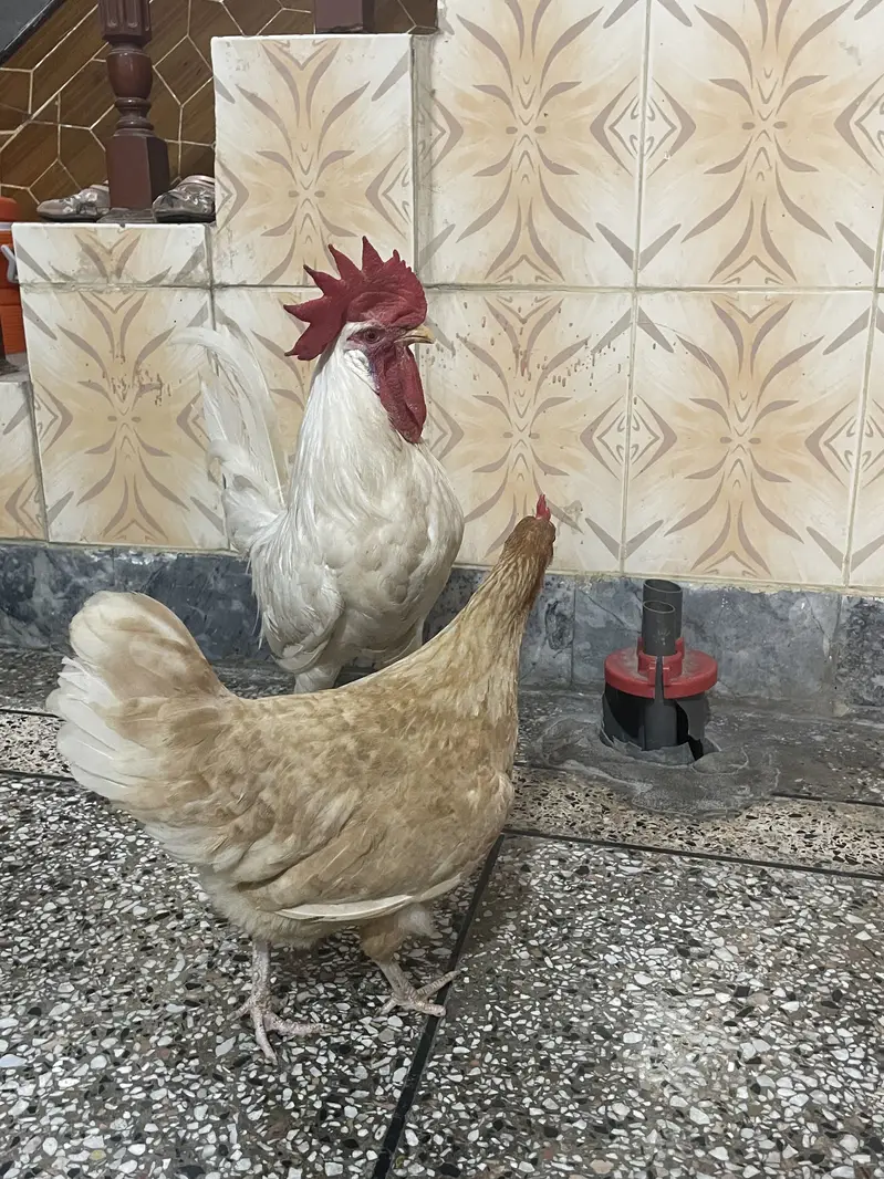 Hens for sale — photo 2
