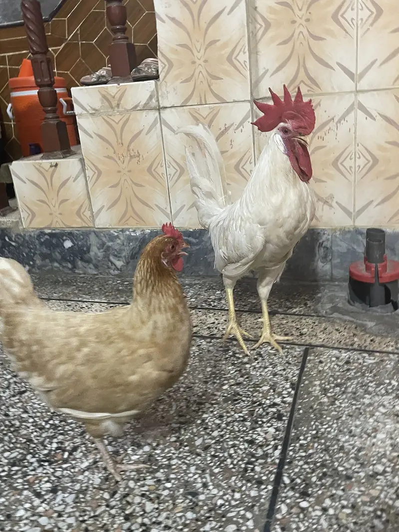 Hens for sale — photo 3