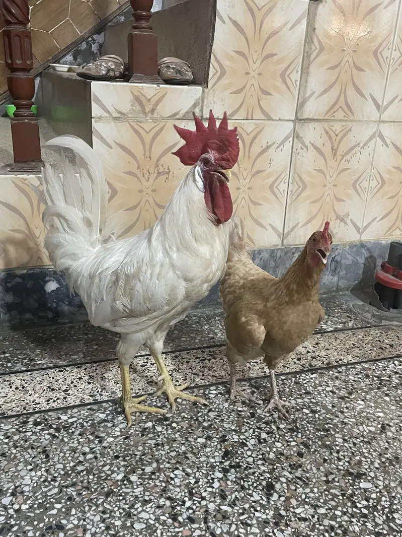Hens for sale — photo 4