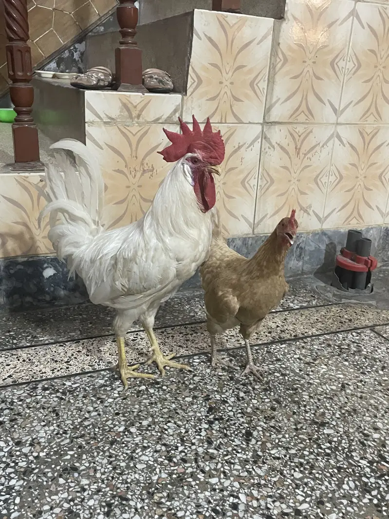 Hens for sale — photo 5