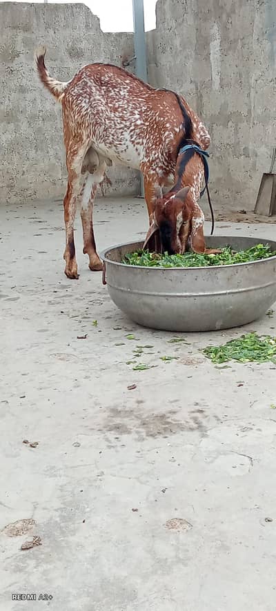pure makhi chena Bakra for sale.