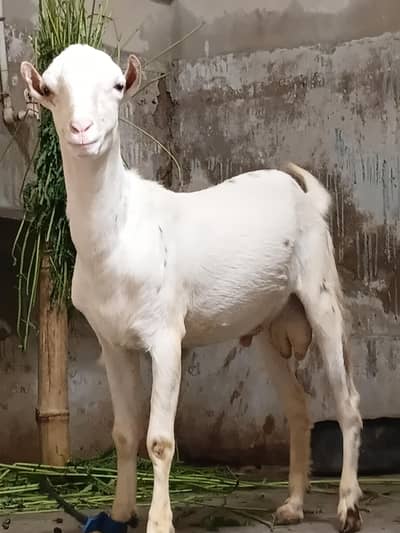 gulabi teddy dessi bakra