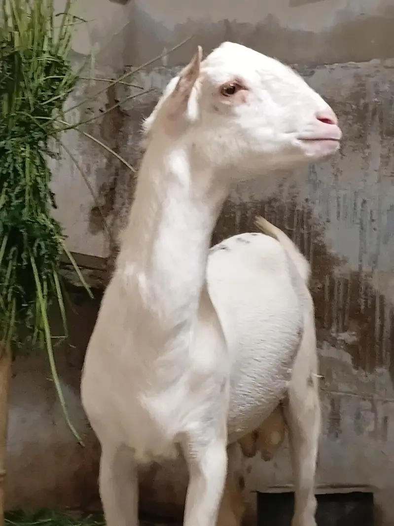 gulabi teddy dessi bakra — photo 5