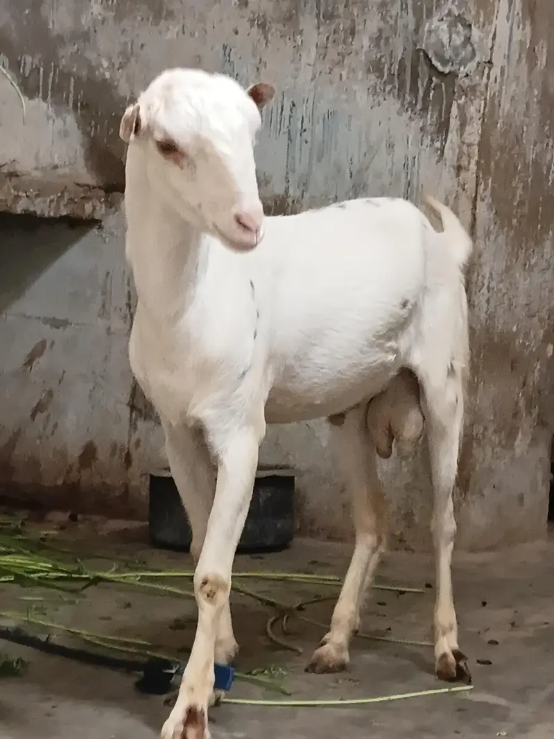 gulabi teddy dessi bakra — photo 6