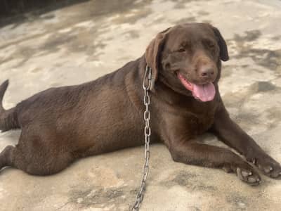 pure labrador dog