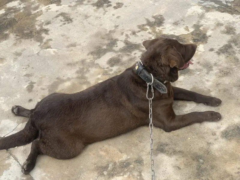 pure labrador dog — photo 2