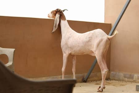 Gulabi pateri bakri