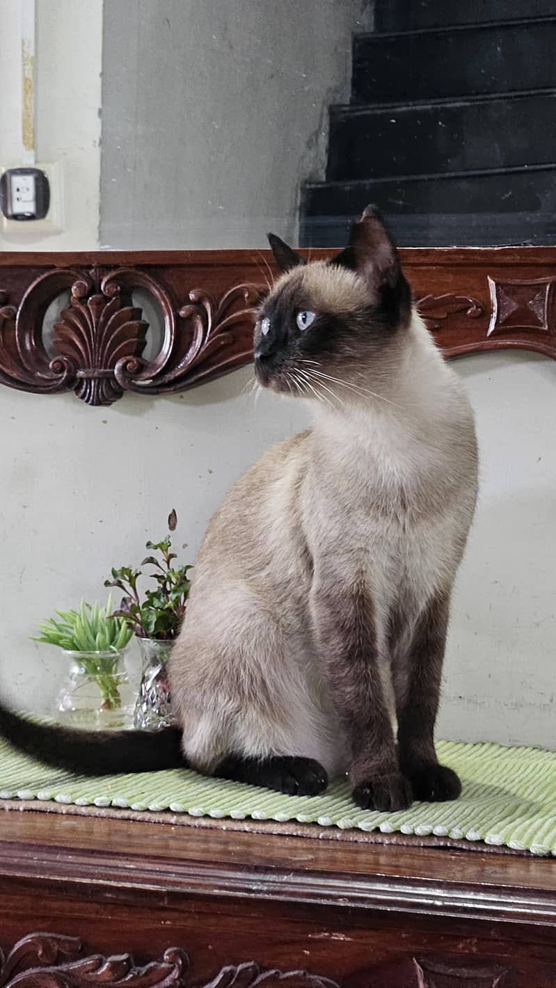 Siamese Cat 0