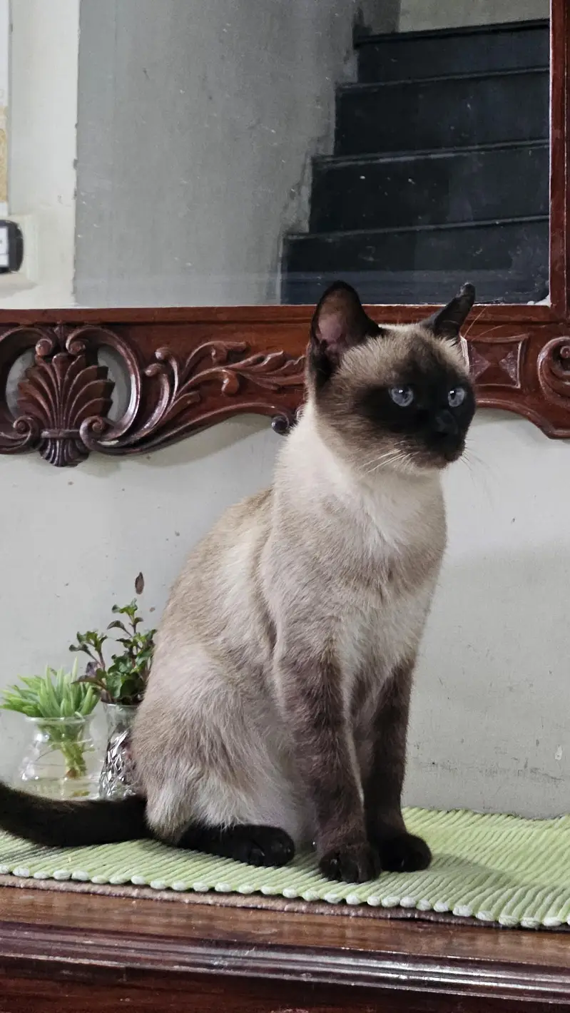 Siamese Cat — photo 2