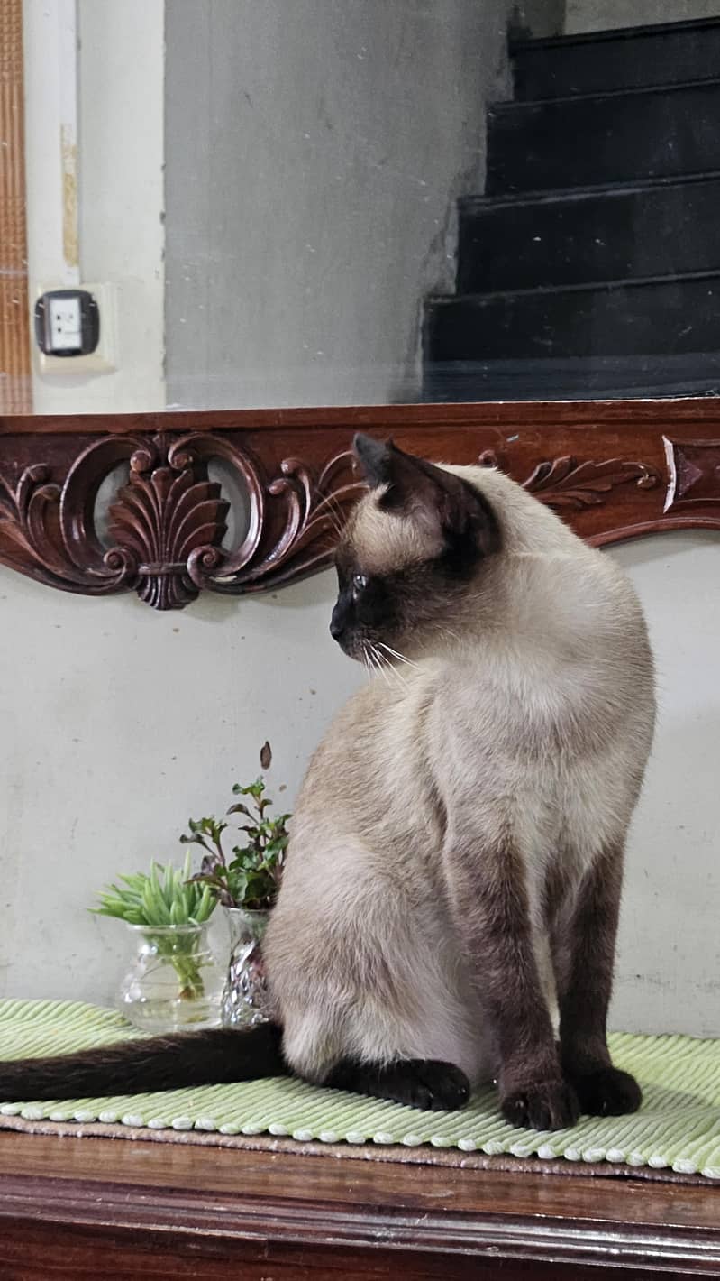 Siamese Cat 2