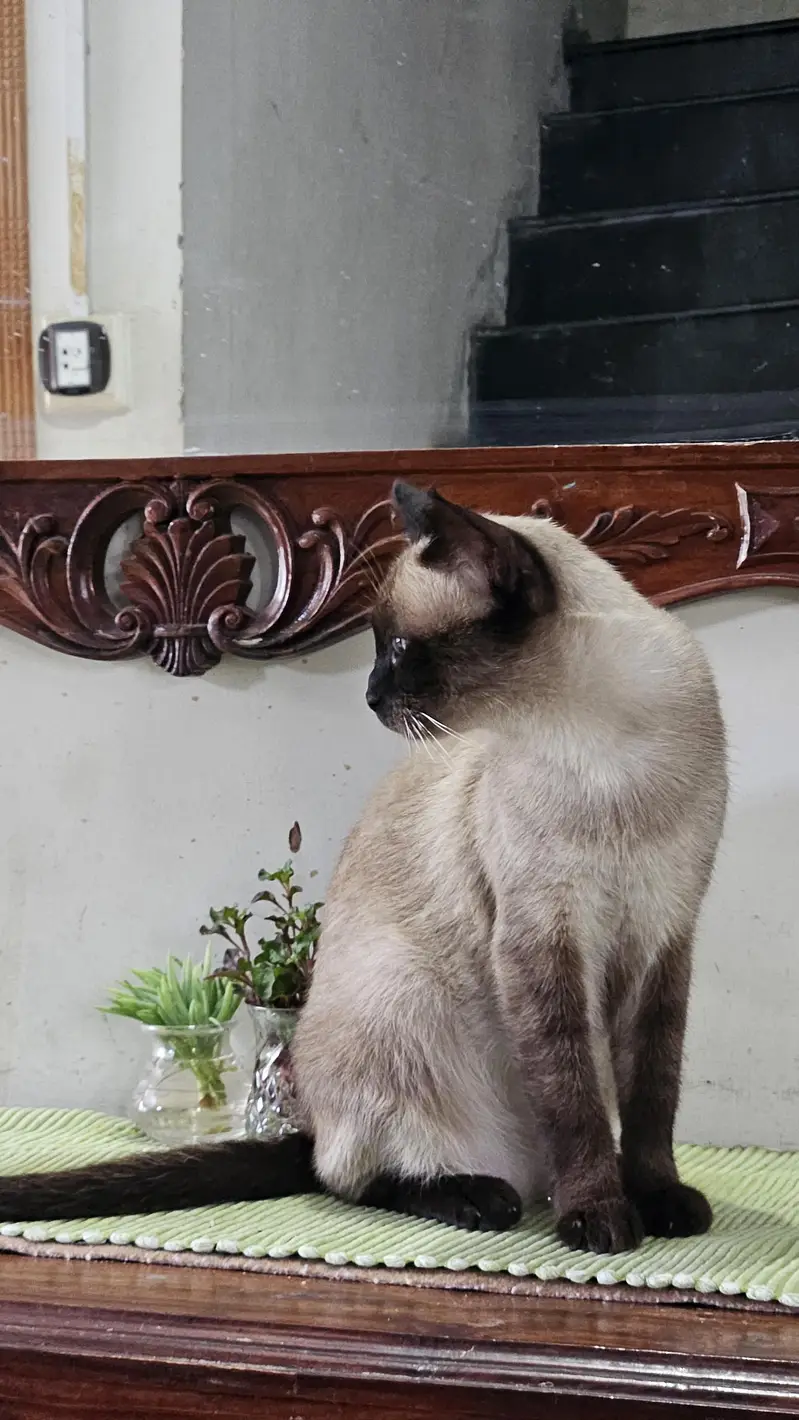 Siamese Cat — photo 3