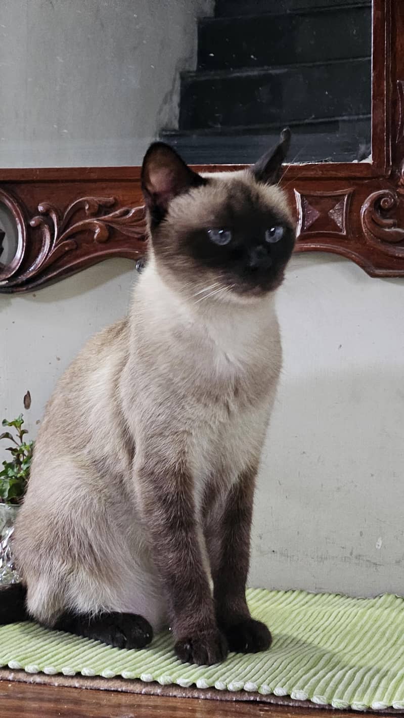 Siamese Cat 3