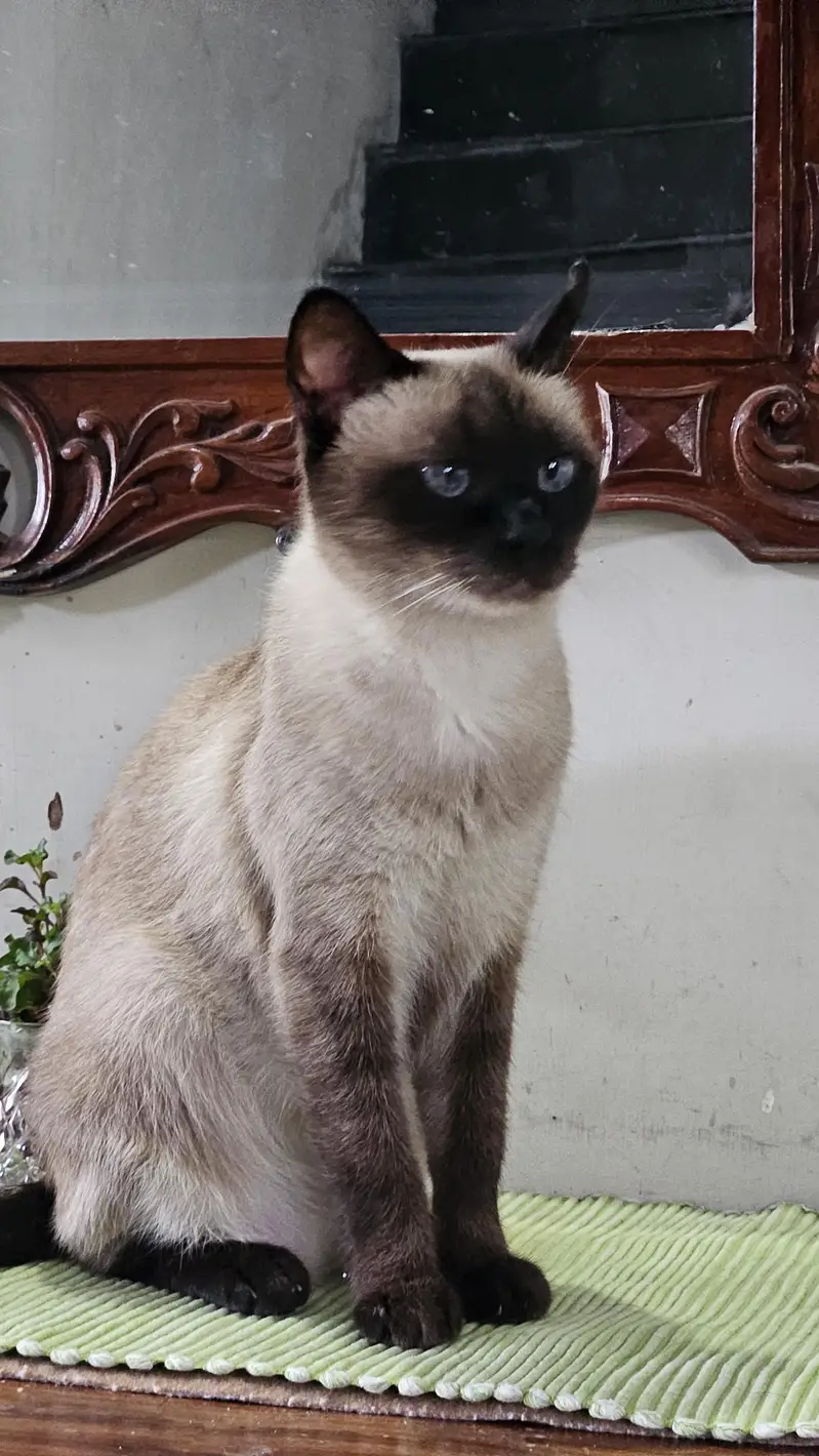 Siamese Cat — photo 4
