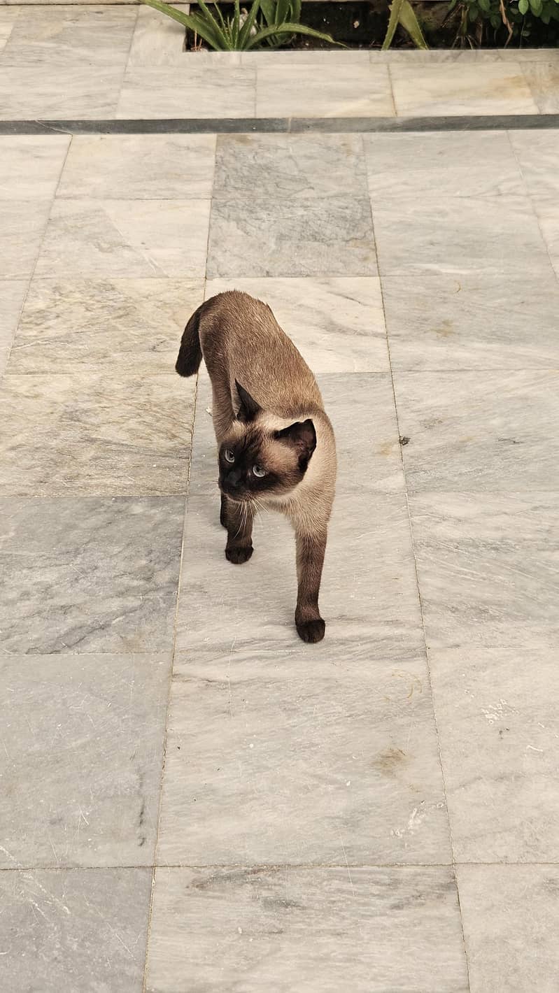 Siamese Cat 4