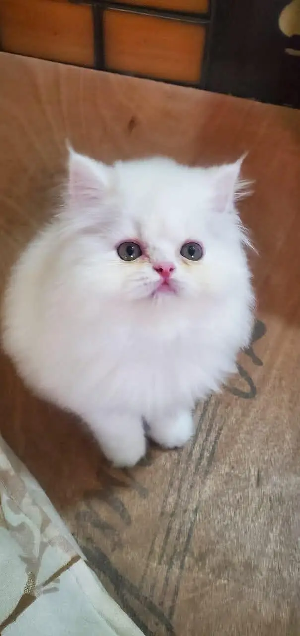 Persian kittens  whstp// 03704///602310/// — photo 3