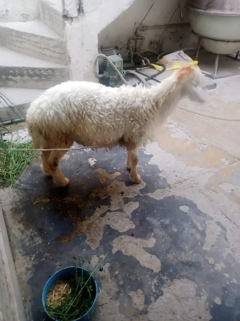 Dumbi For Sell larkana nasel ki hai