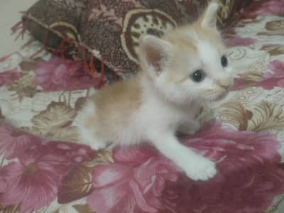 Kitten Available For Ado/ption