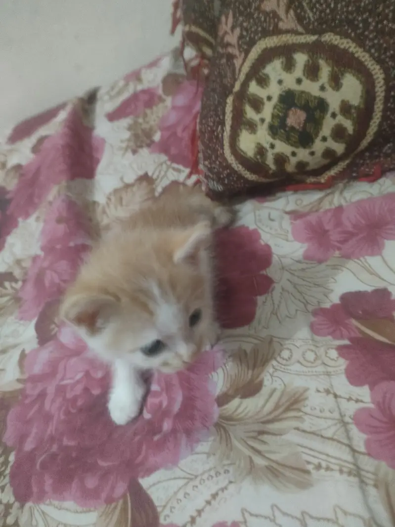 Kitten Available For Ado/ption — photo 2