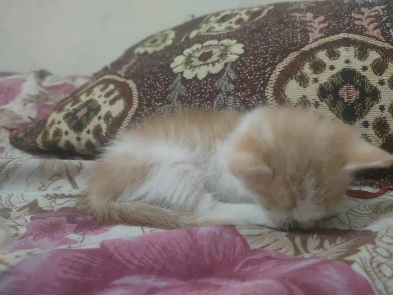 Kitten Available For Ado/ption — photo 3