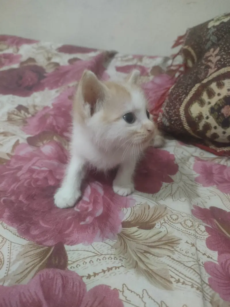 Kitten Available For Ado/ption — photo 4