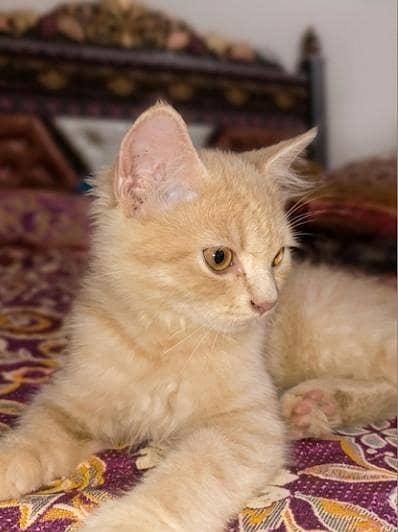 Kitten