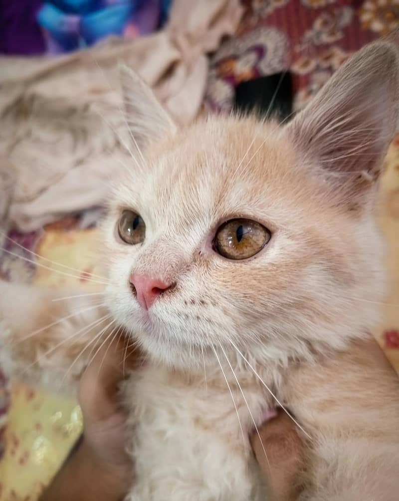 Kitten 1