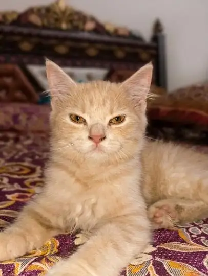 Kitten — photo 3