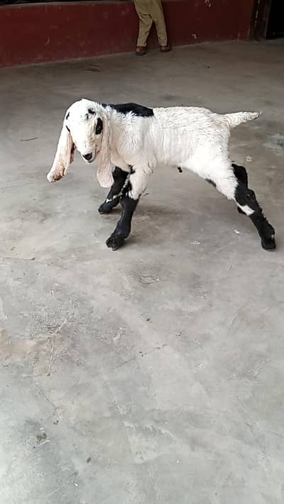 fresh deliveri forsale with male baby