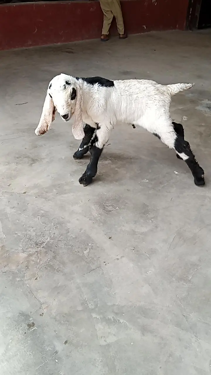 fresh deliveri forsale with male baby