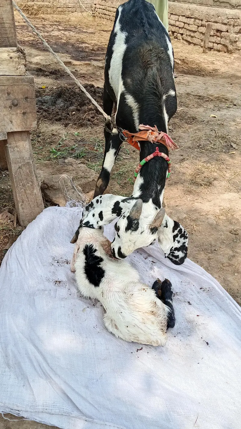 fresh deliveri forsale with male baby — photo 2