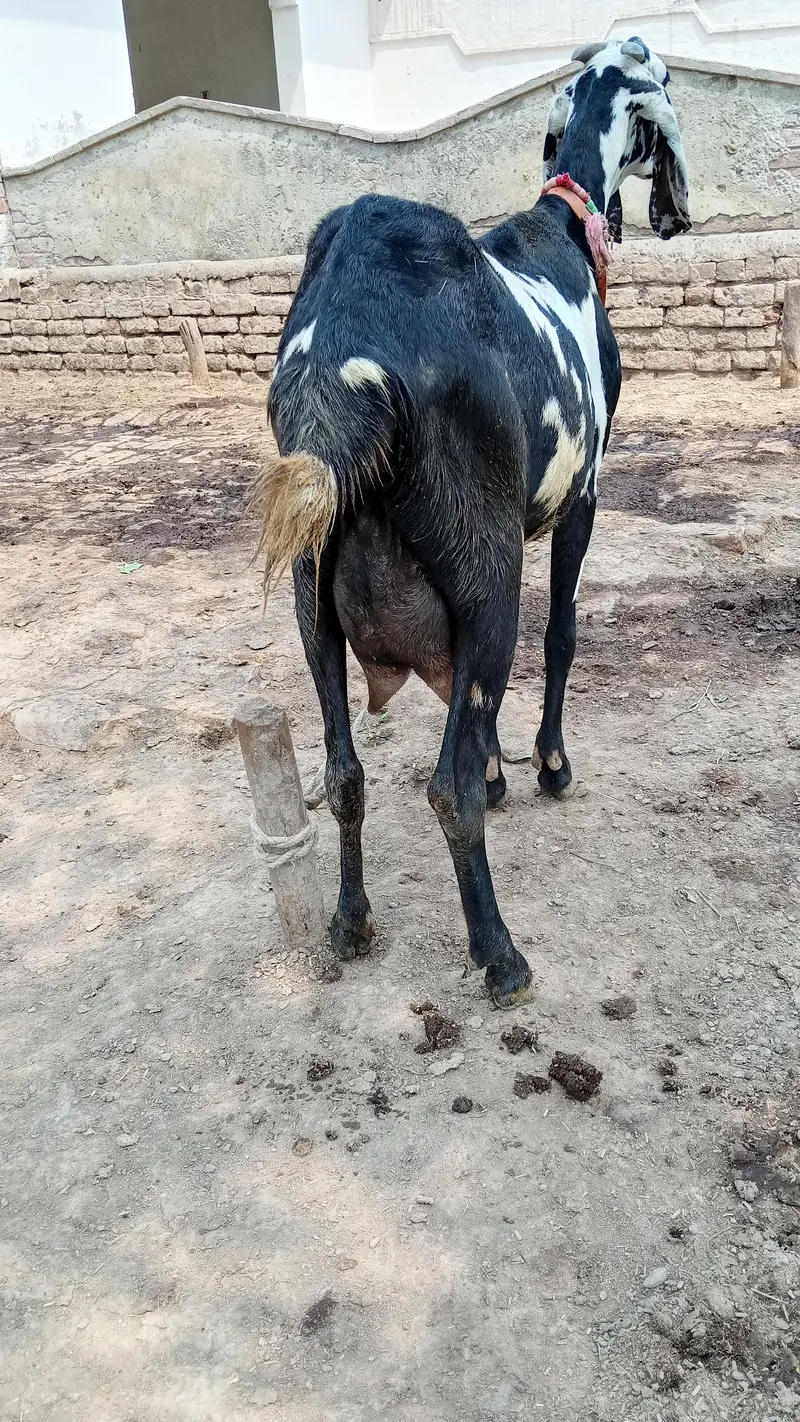 fresh deliveri forsale with male baby — photo 3