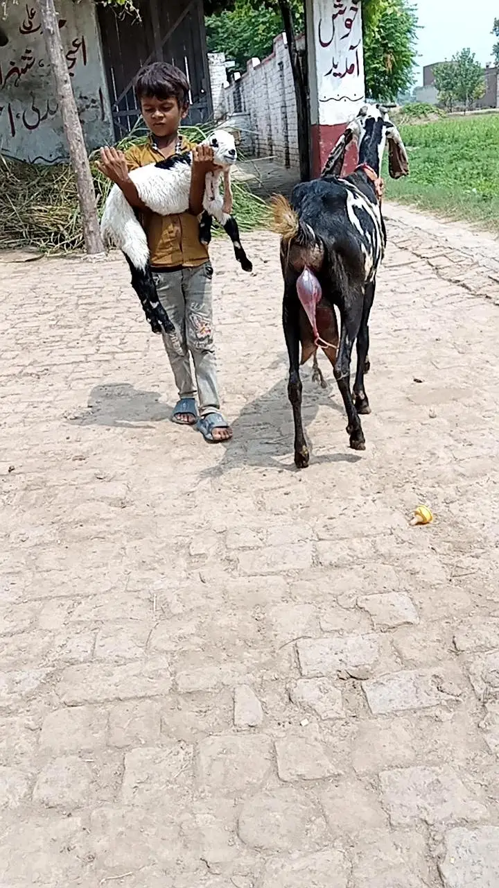 fresh deliveri forsale with male baby — photo 4