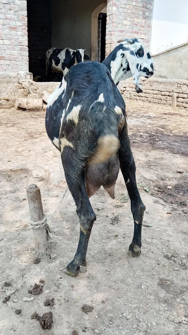 fresh deliveri forsale with male baby — photo 5