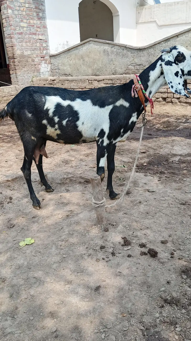 fresh deliveri forsale with male baby — photo 6