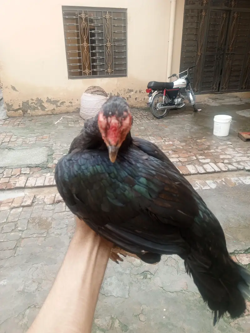 mianwali mushki — photo 2