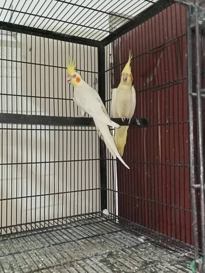 cocktail breeder pairs Location Jarnwala Sirf call O3O669IO563