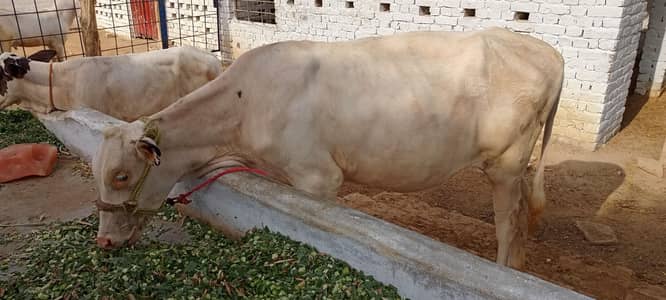 Beautiful alpha bachri for sale
