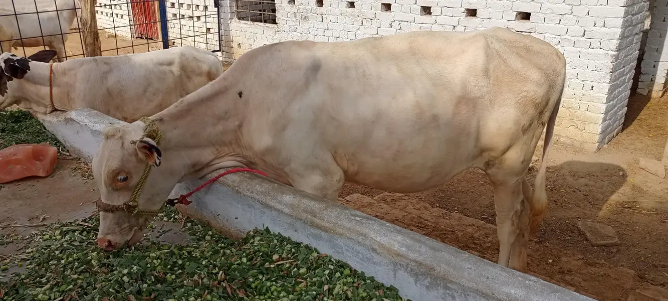 Beautiful alpha bachri for sale