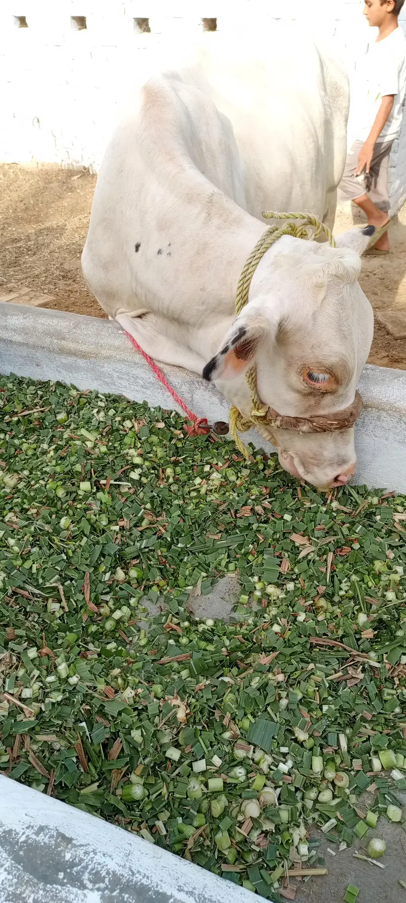 Beautiful alpha bachri for sale — photo 2