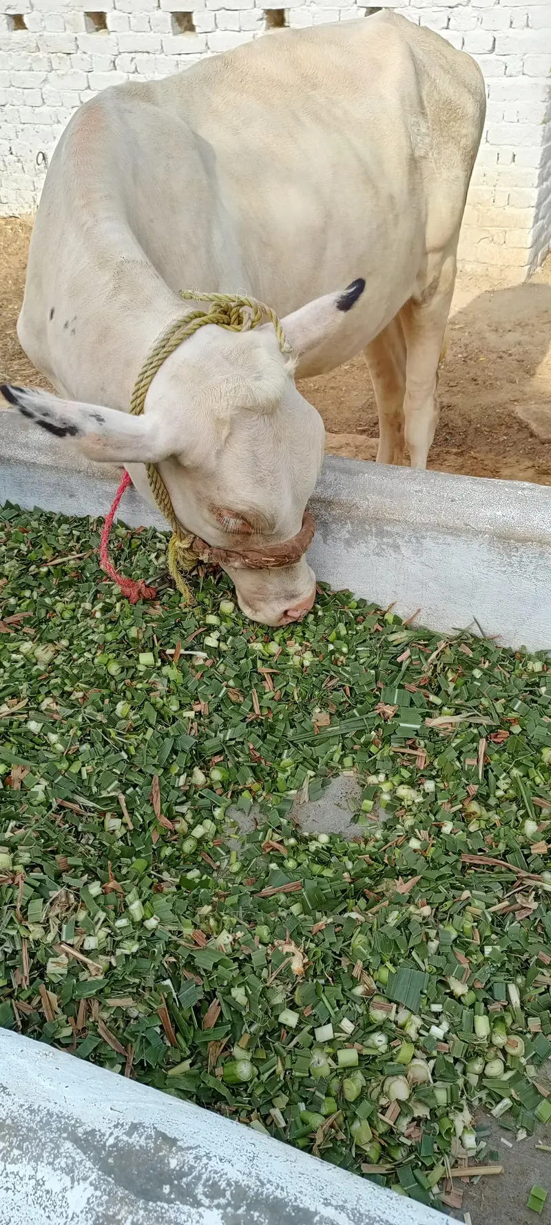 Beautiful alpha bachri for sale — photo 3
