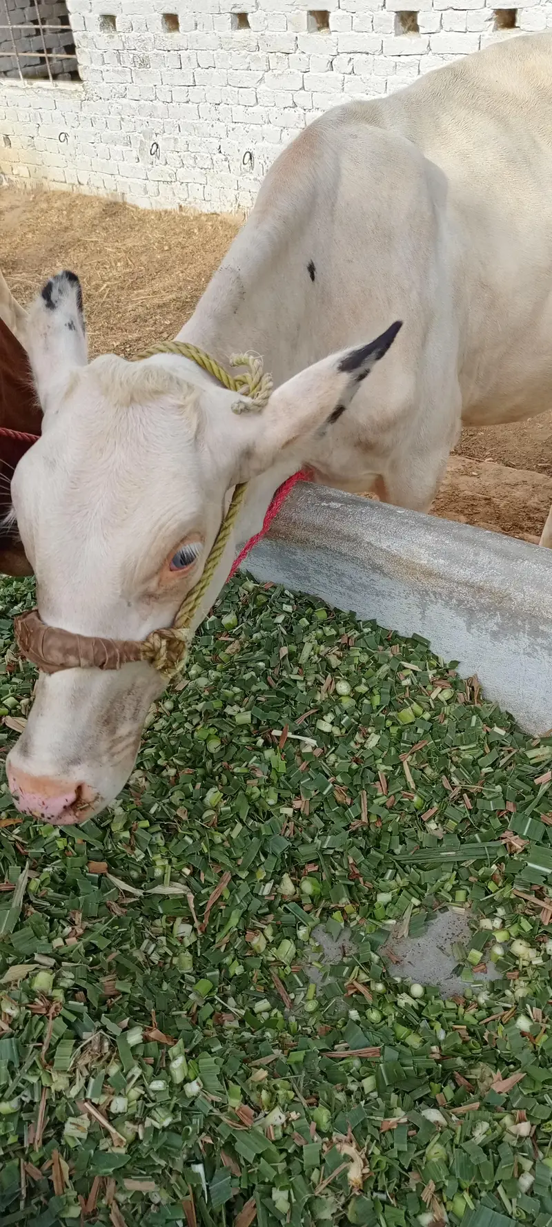 Beautiful alpha bachri for sale — photo 4