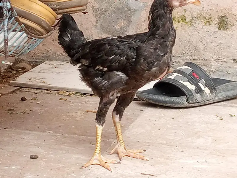 pure Aseel chicks — photo 2