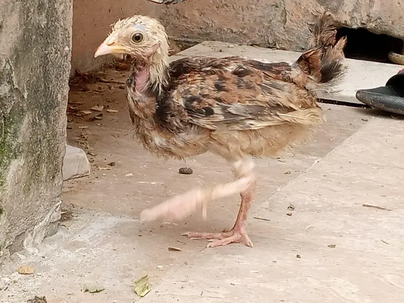 pure Aseel chicks — photo 3