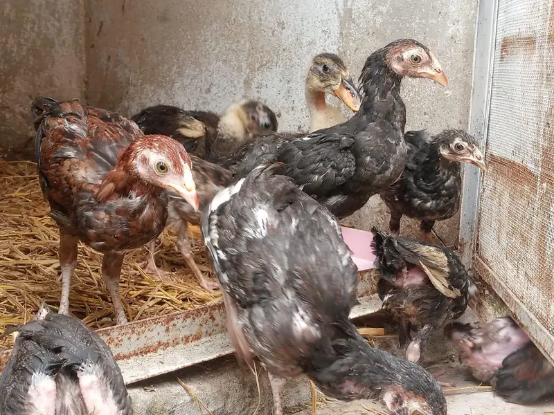 pure Aseel chicks — photo 4