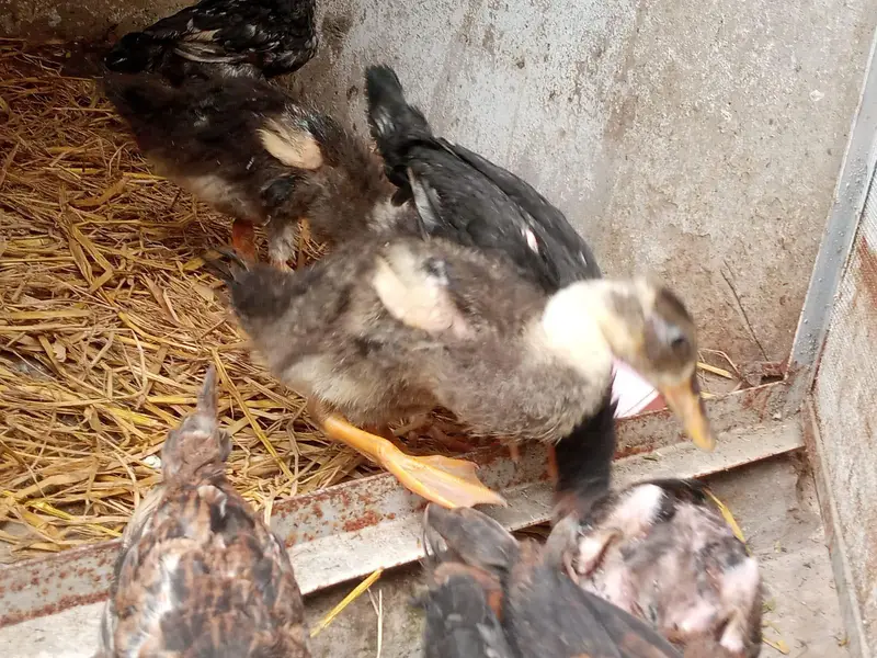 pure Aseel chicks — photo 5