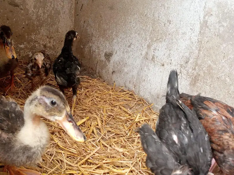 pure Aseel chicks — photo 6