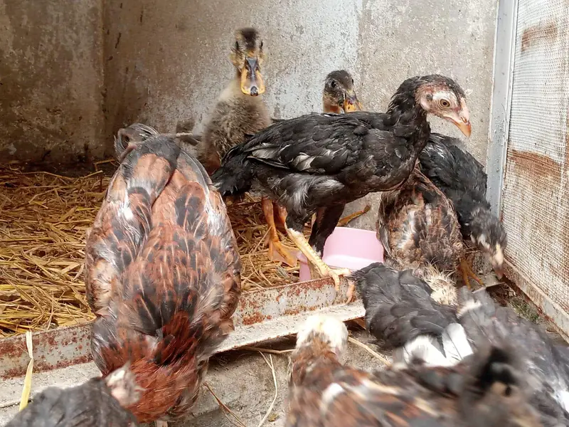 pure Aseel chicks — photo 7