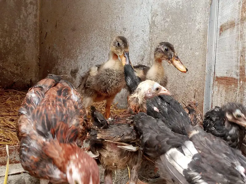 pure Aseel chicks — photo 8